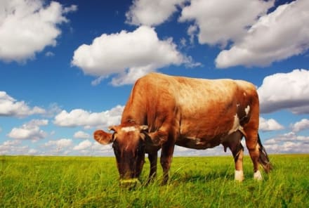 5 Reasons Why You Should Be Mindful Of Factory-Farmed Meat