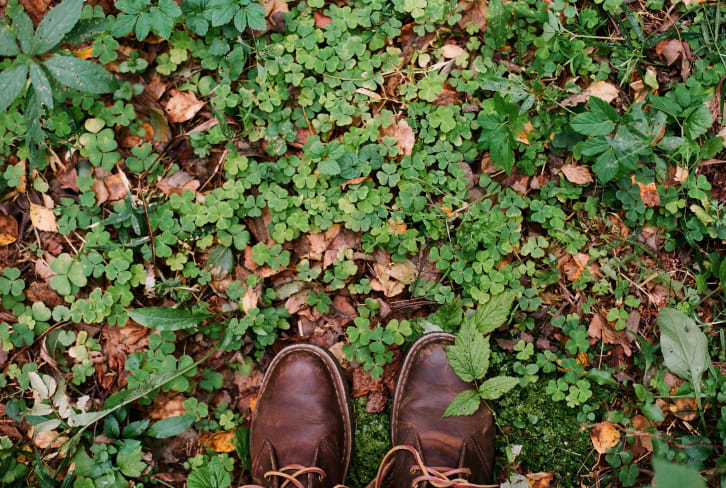 Why Four-Leaf Clovers Are A Symbol Of Luck & How To Harness Them